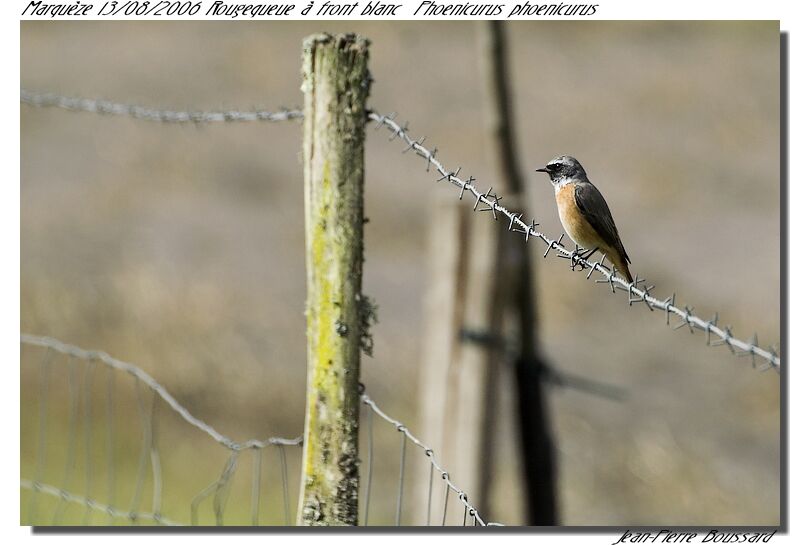 Common Redstart male adult