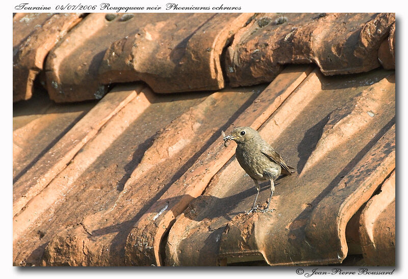 Rougequeue noir femelle adulte, Nidification