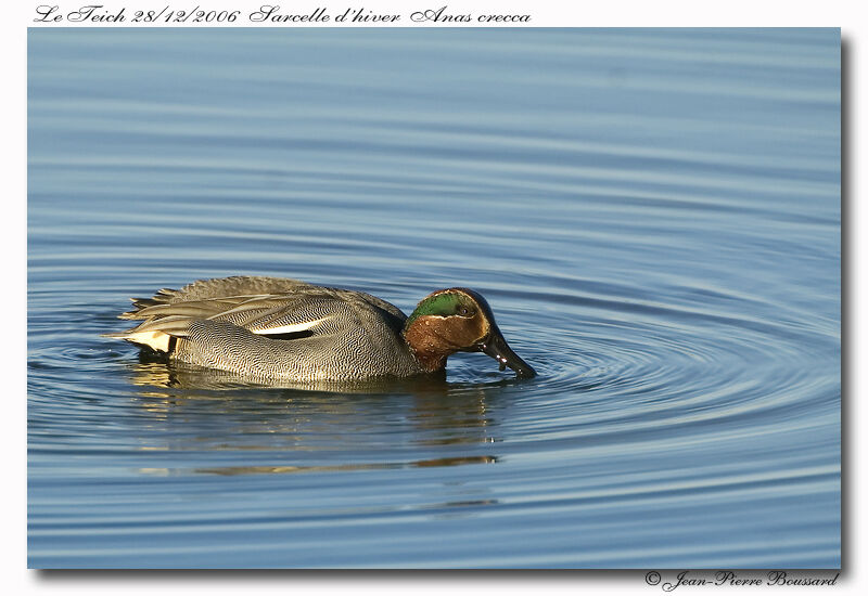 Eurasian Tealadult