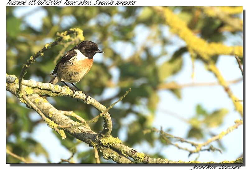 European Stonechat male adult