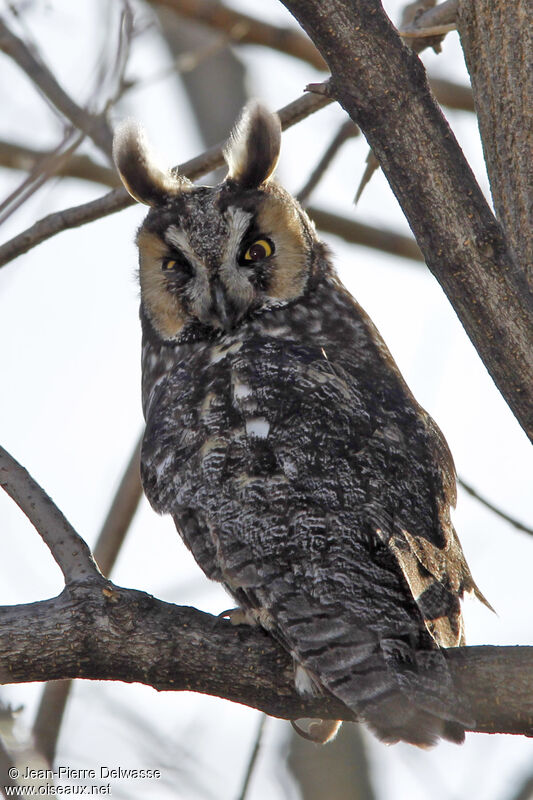 Hibou moyen-duc, identification