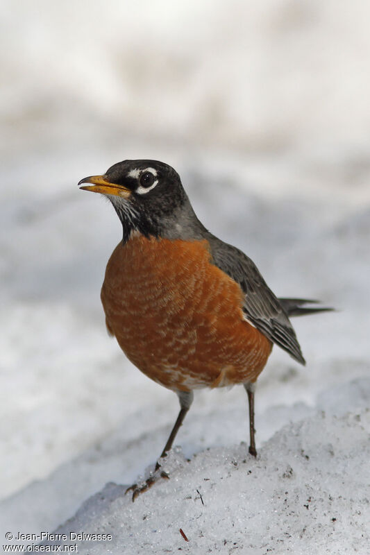 Merle d'Amérique, identification