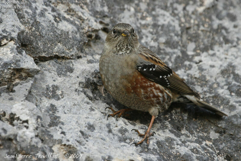 Accenteur alpin