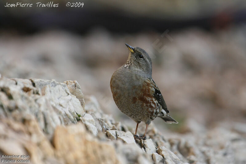 Alpine Accentor, Behaviour