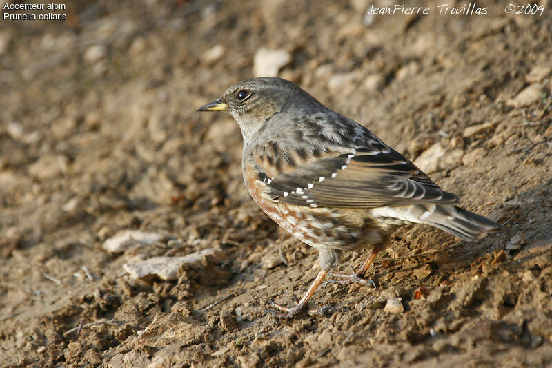 Alpine Accentor, Behaviour