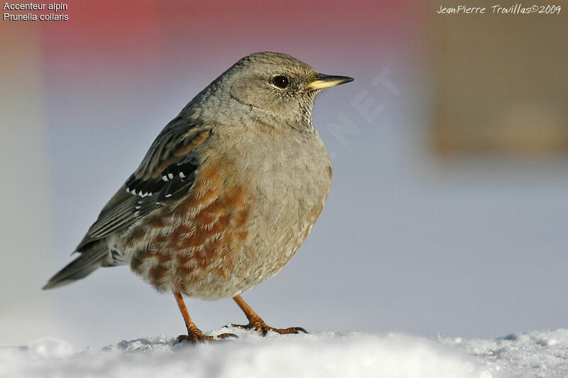 Alpine Accentor