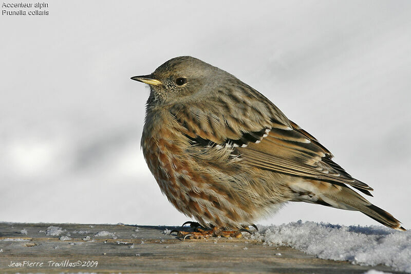 Alpine Accentor, identification