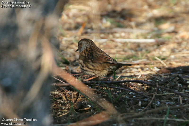 Dunnock