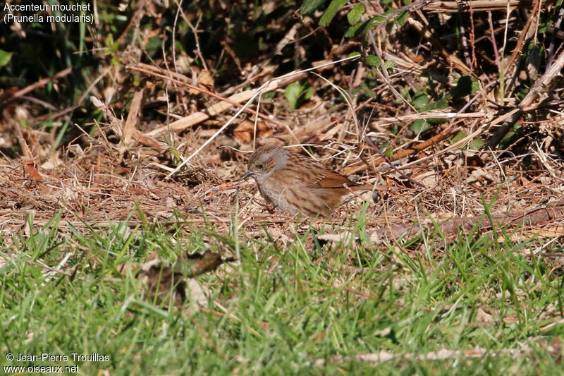 Dunnock