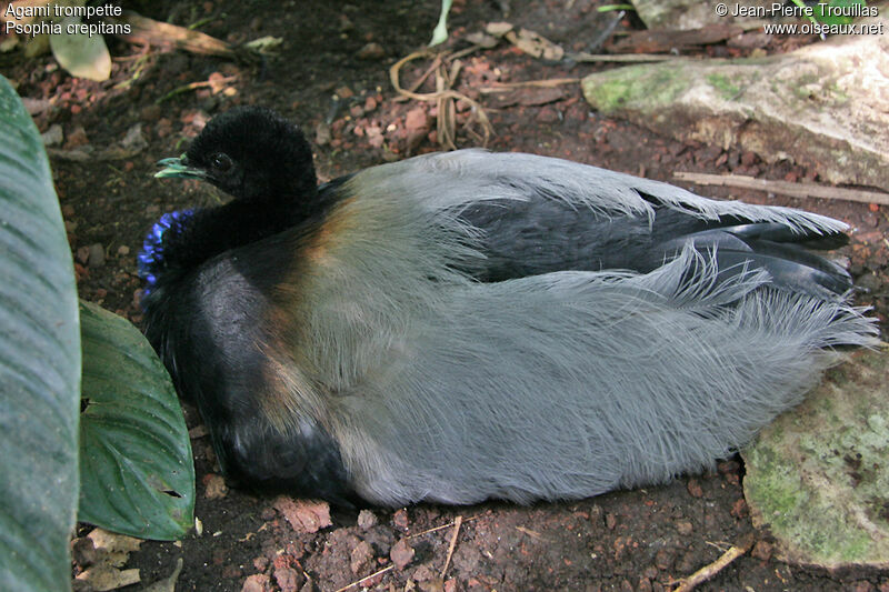 Grey-winged Trumpeter