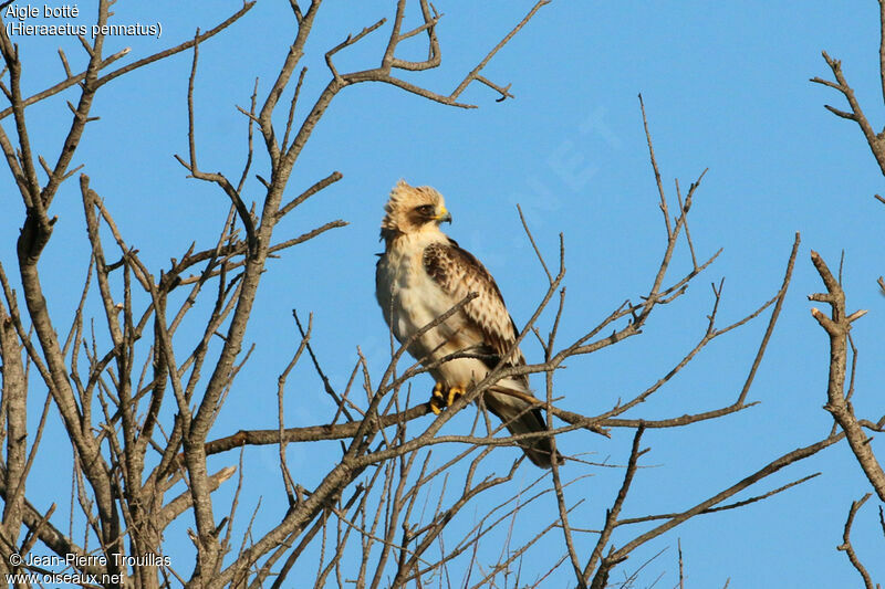 Booted Eagle