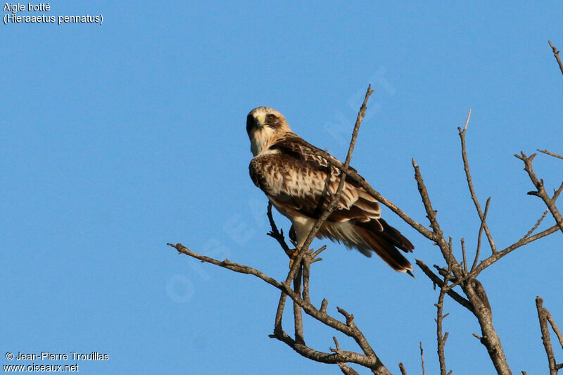 Booted Eagle