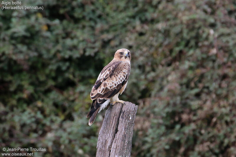 Booted Eagle