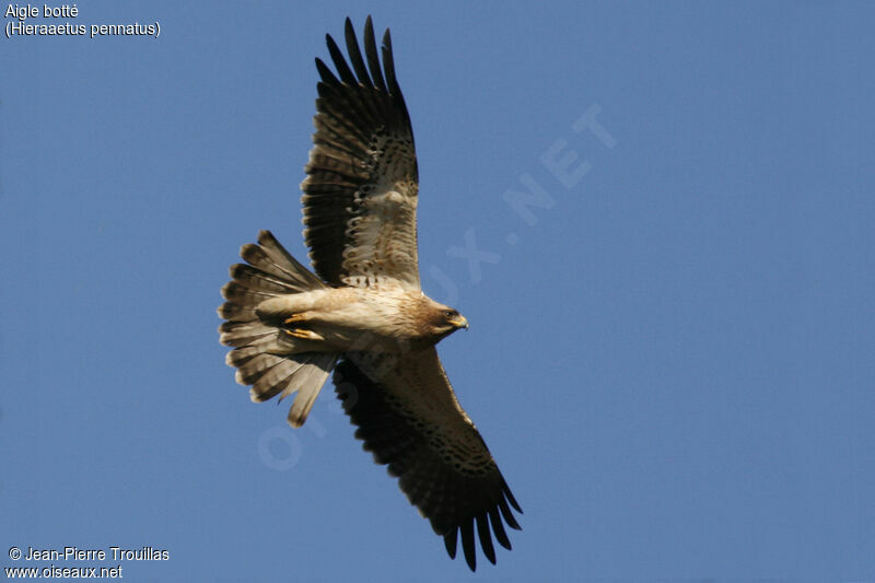 Booted Eagle