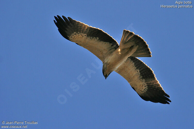 Booted Eagle