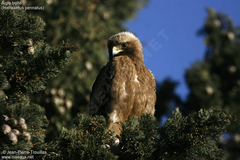 Booted Eagle