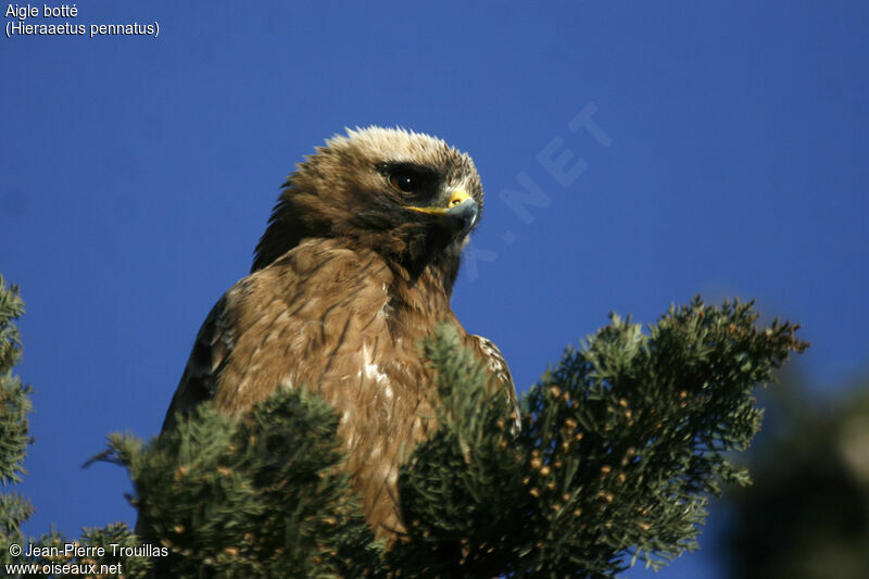 Booted Eagle