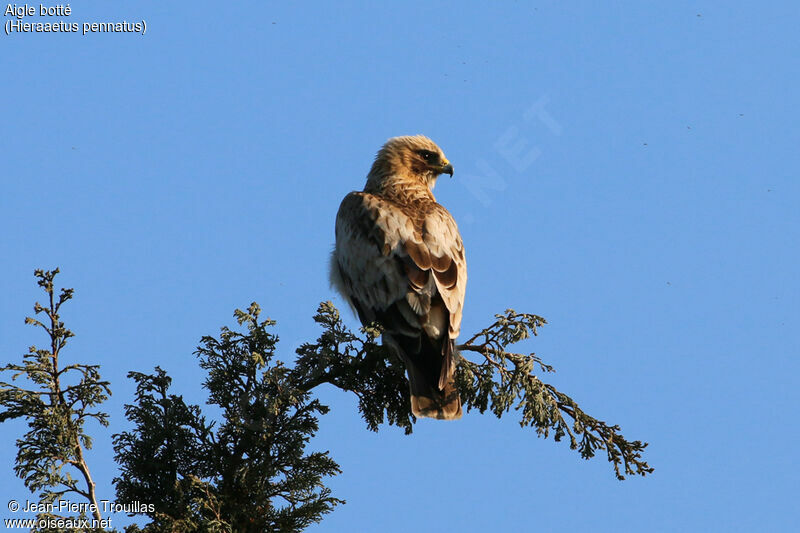 Booted Eagle