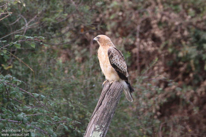 Booted EagleFirst year, identification