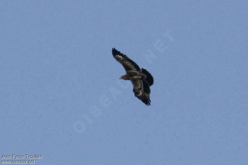 Aigle criard1ère année, Vol