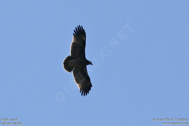 Aigle criard1ère année, identification