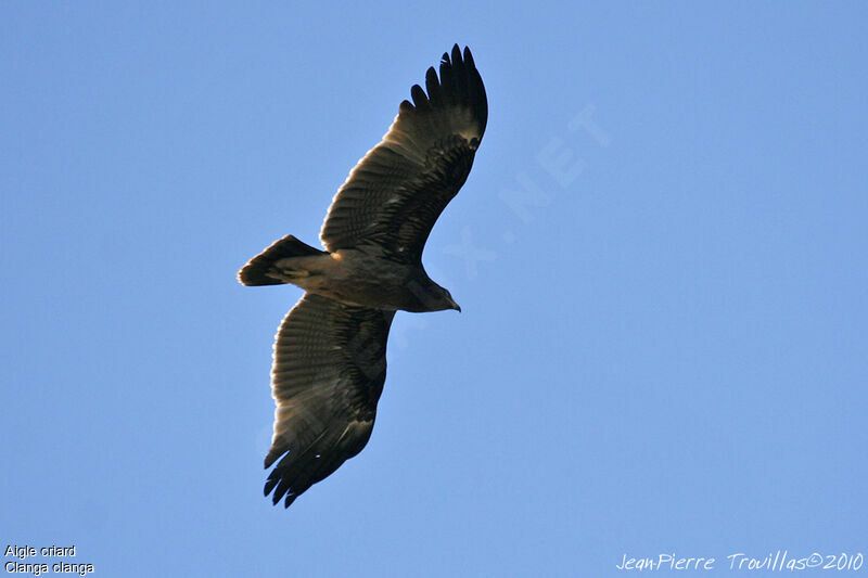 Greater Spotted Eagle