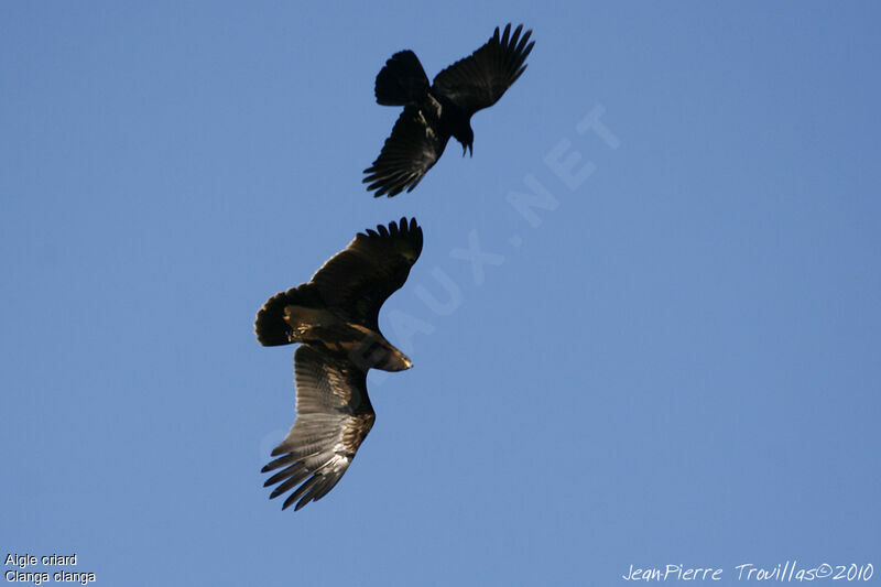 Greater Spotted EagleFirst year