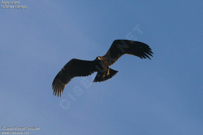 Greater Spotted Eagle