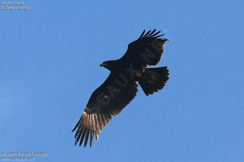 Greater Spotted Eagle