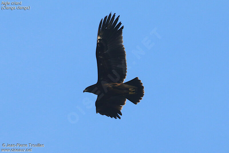 Greater Spotted EagleSecond year, Flight