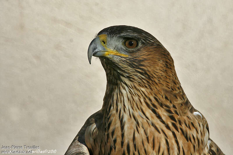 Bonelli's Eagleimmature, close-up portrait