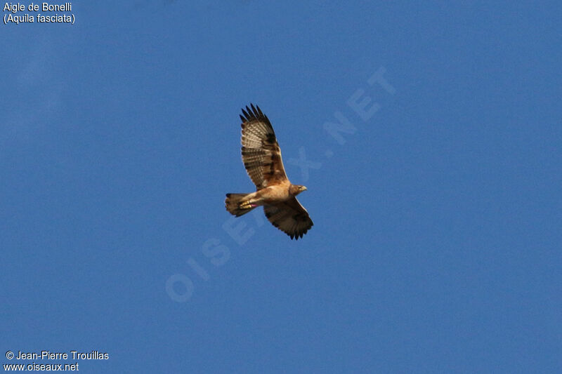 Aigle de Bonelli1ère année, Vol