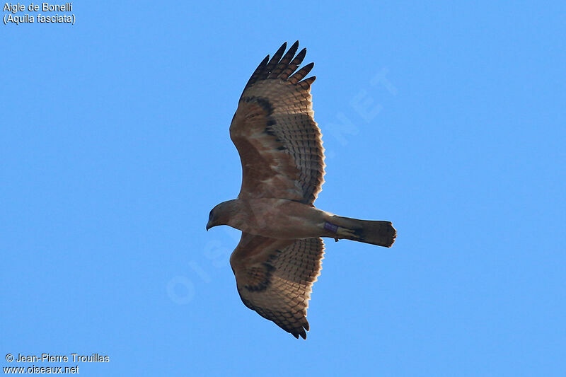 Aigle de Bonelli1ère année, Vol