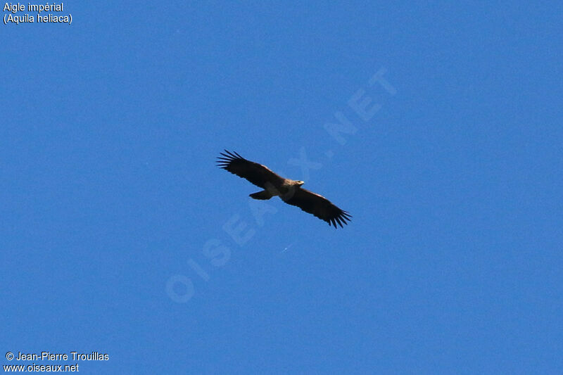 Eastern Imperial Eagle