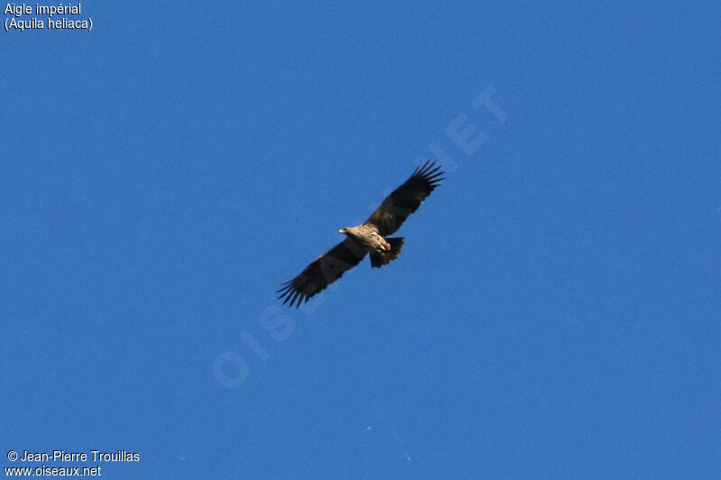 Eastern Imperial Eagle