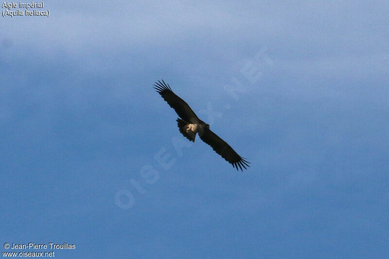 Eastern Imperial Eagle