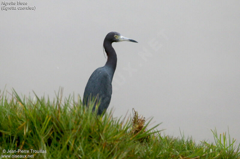 Aigrette bleue