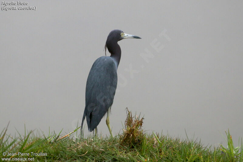 Little Blue Heron