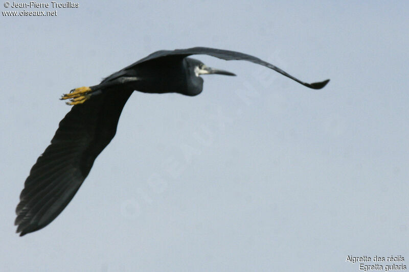 Western Reef Heron