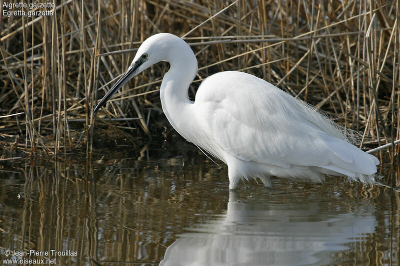 Aigrette garzette