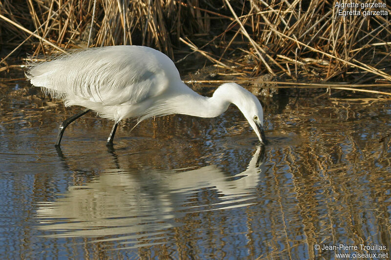 Aigrette garzetteadulte