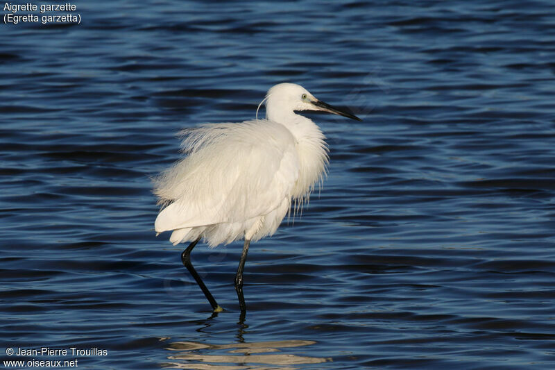 Little Egret