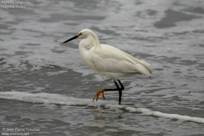 Aigrette neigeuse