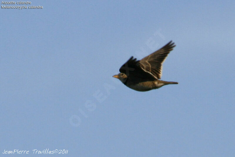 Calandra Lark