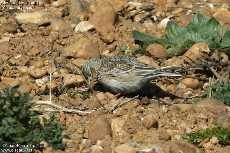 Eurasian Skylark