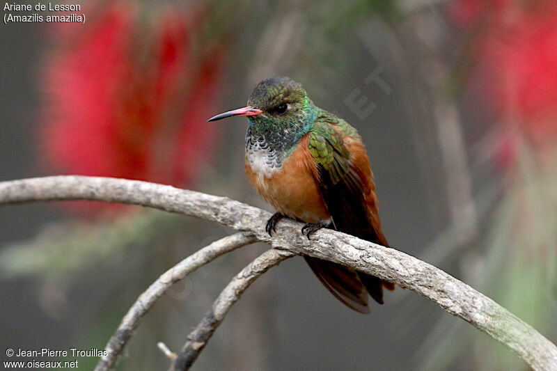 Amazilia Hummingbird