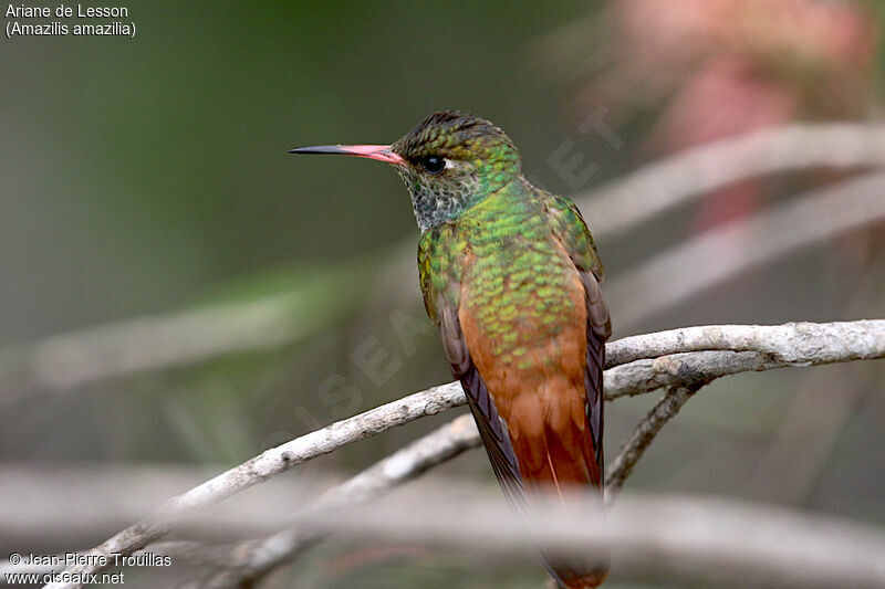 Amazilia Hummingbird