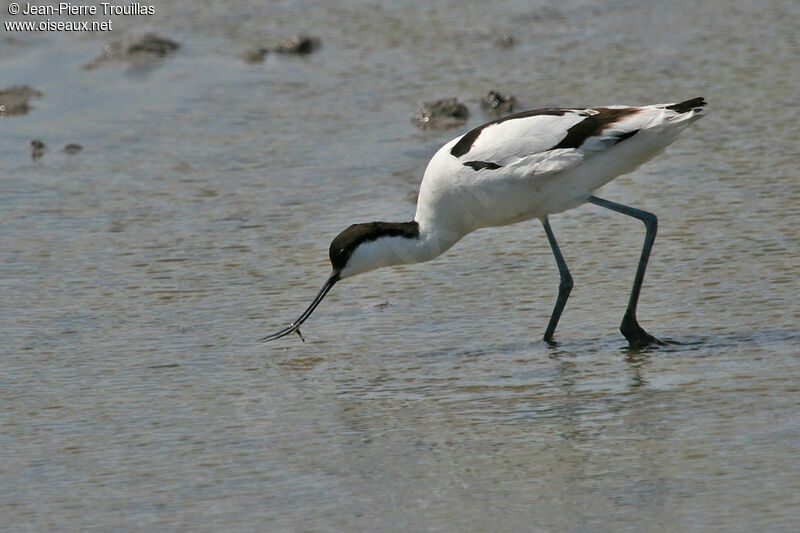 Avocette éléganteadulte