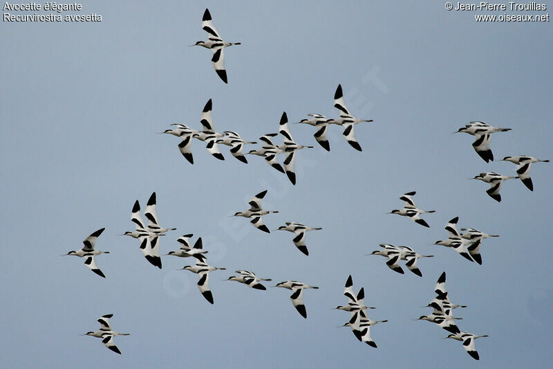 Avocette élégante