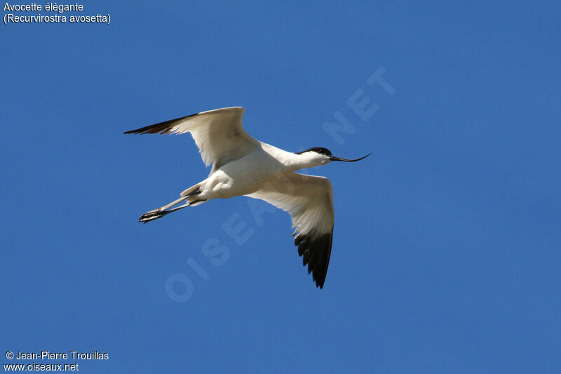 Avocette élégante